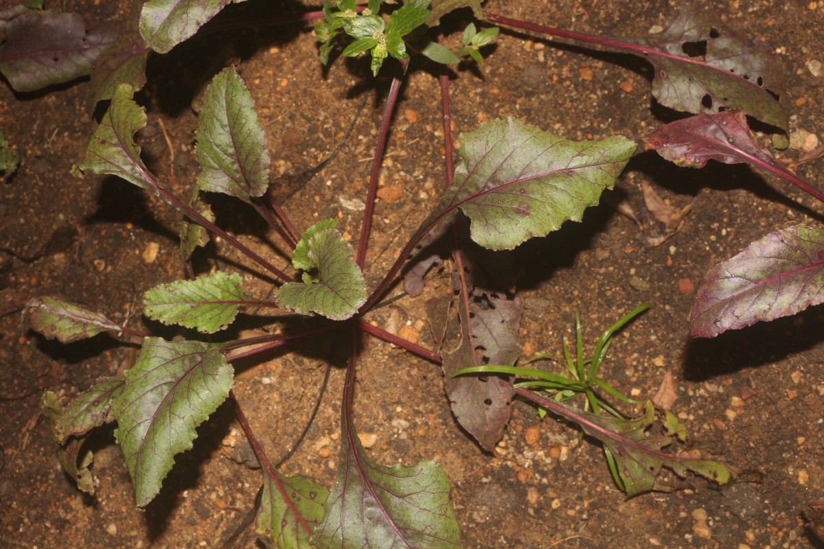 Beta vulgaris L.